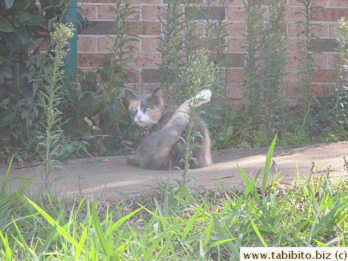 A stray cat