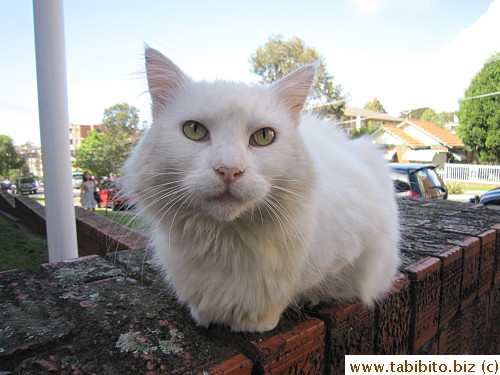 Another stray cat