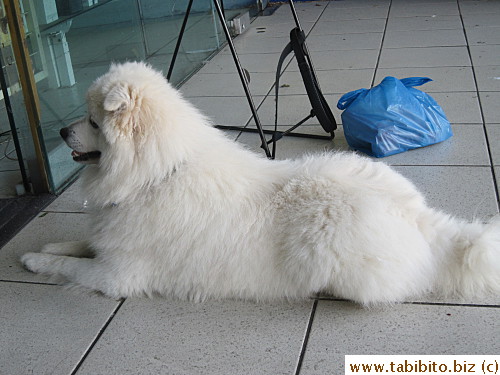 A cute puppy waits outside a shop