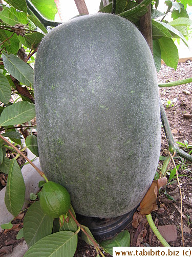 Parents love to grow vegetables, here is a gigantic hairy gourd (compare its size to a normal guava)