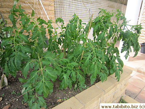 Tomatoes