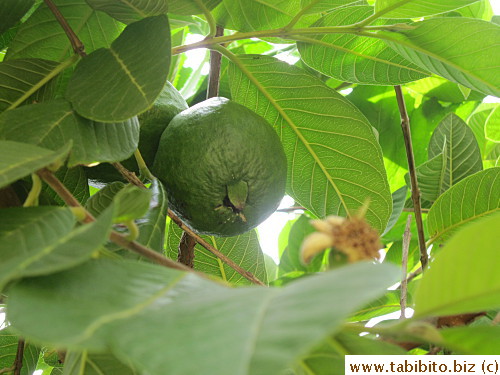 Guava always grow in pairs