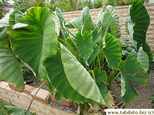 Taro