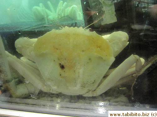 Albino crab?!