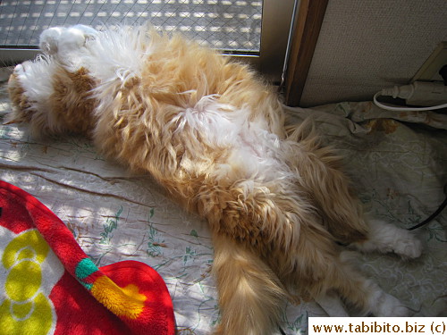 Always a belly sleeper