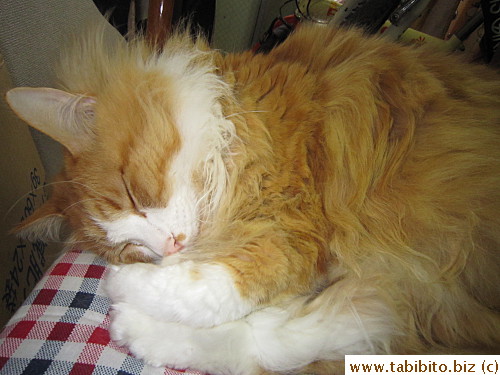 Sleepy cat