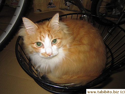 The basket small enough for ya?