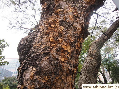 A shredding tree