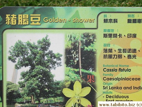This tree is called Golden Shower!