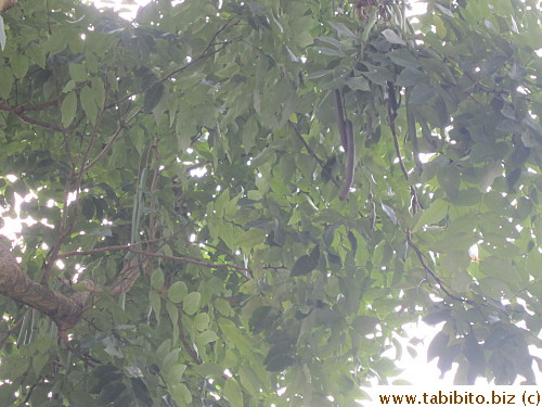 due to its many long bean-like fruit