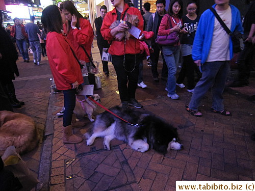 Some animal welfare group with their dogs out in Causeway Bay 