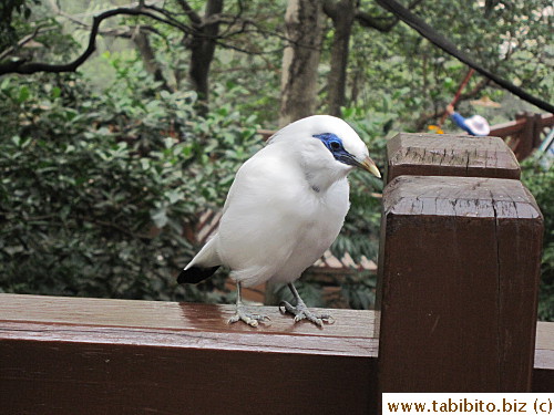 Shiny blue eye shadow