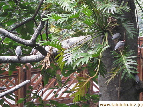 Red and gray birds