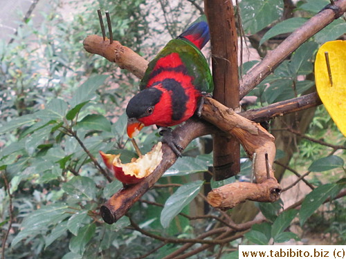 So soothing to see animals eat