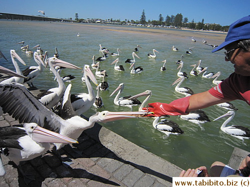 attract more pelicans to the spot