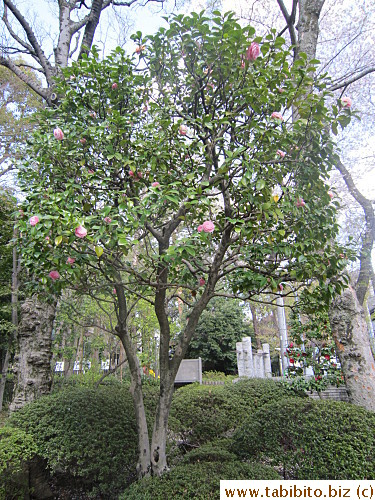 Walked past this tree in the park