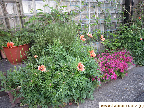 This year we got a lot of wild poppies