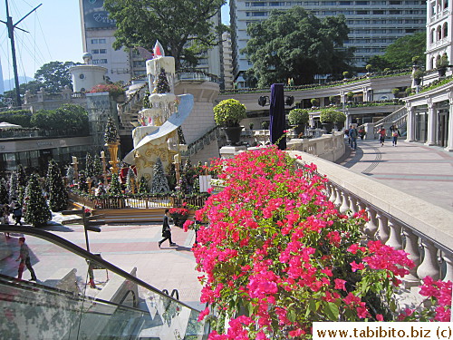 The blooming rhododendrons trump Christmas decorations at 1881 Heritage