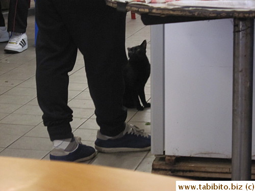 A black cat hung around Mui Kee