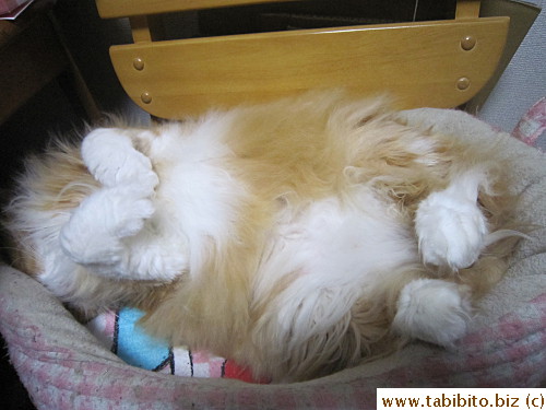 Fluffy belly