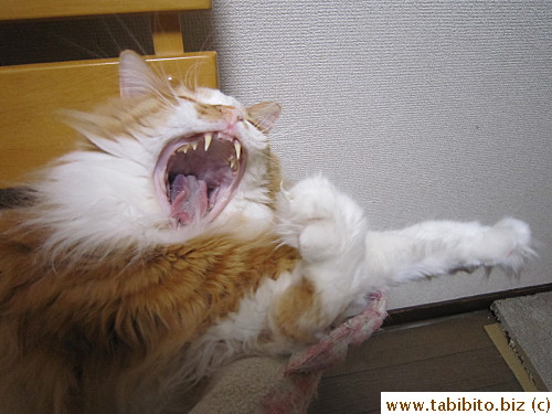 Yawn