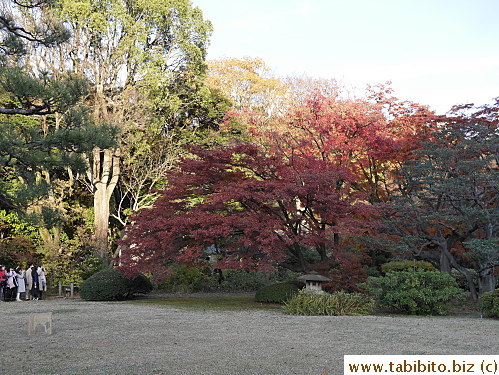 A beautiful maple tree