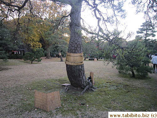 Protective sleeve for trees