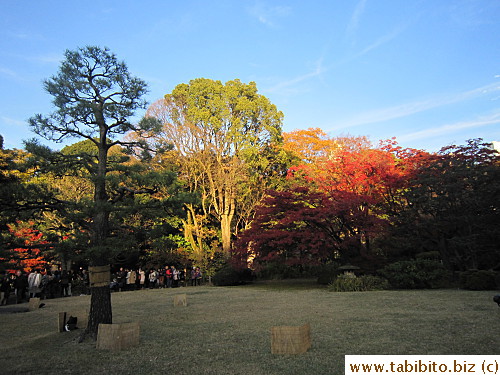 Some leaves have turned