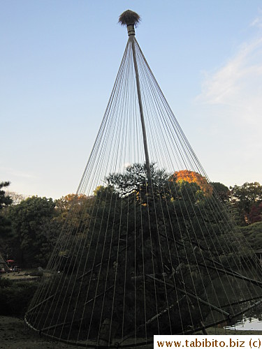 Big support for a pine tree