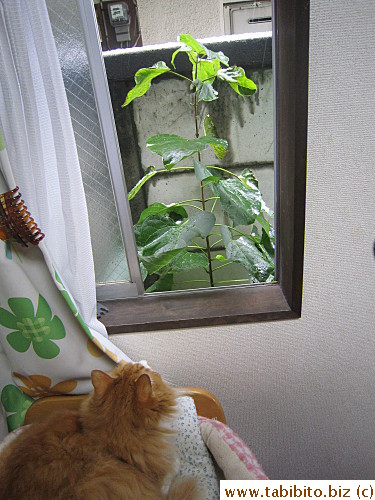 Thanksgiving Day, first winter snow in Tokyo in 2016