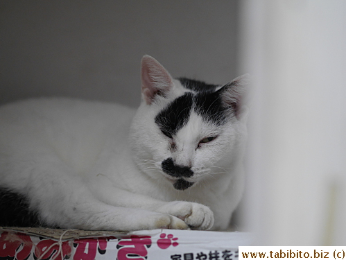 MT had a very small head