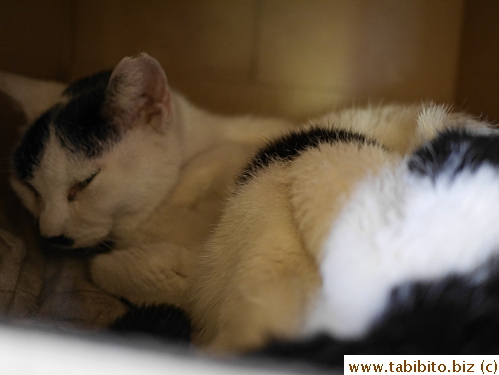 Amazingly she still ate her favorite treats up till the day before she died