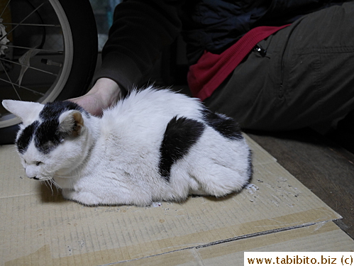 long scratches on her dying day