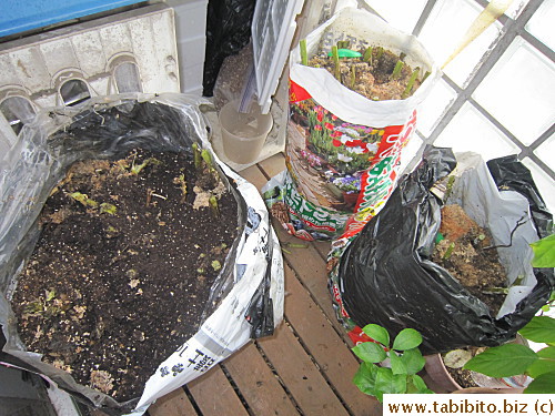 After three months, the leaves died down.  I waited another week before harvesting