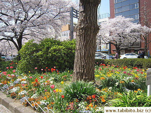 There are a bunch of other flowers beside cherry blossoms