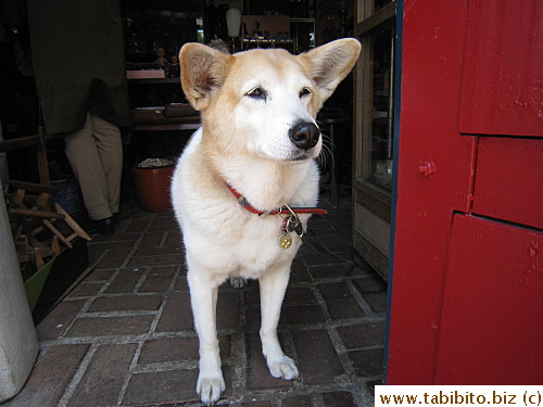 Found a very good boi in this shop