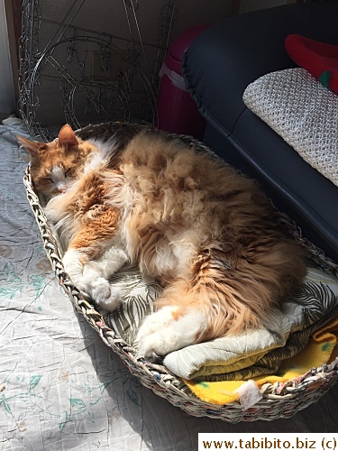 Efoo napping in the paper bed I made