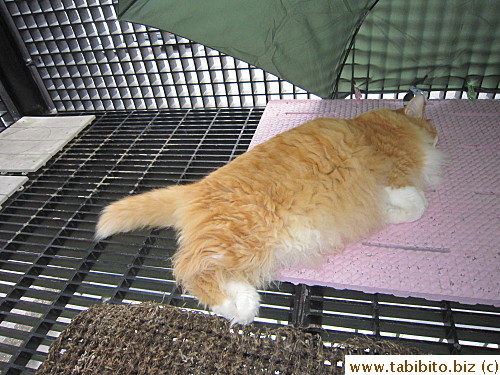 He wanted to lie in the balcony all day towards the end despite the drizzling rain.  It was very close to his litter box which was easy on his weakening body